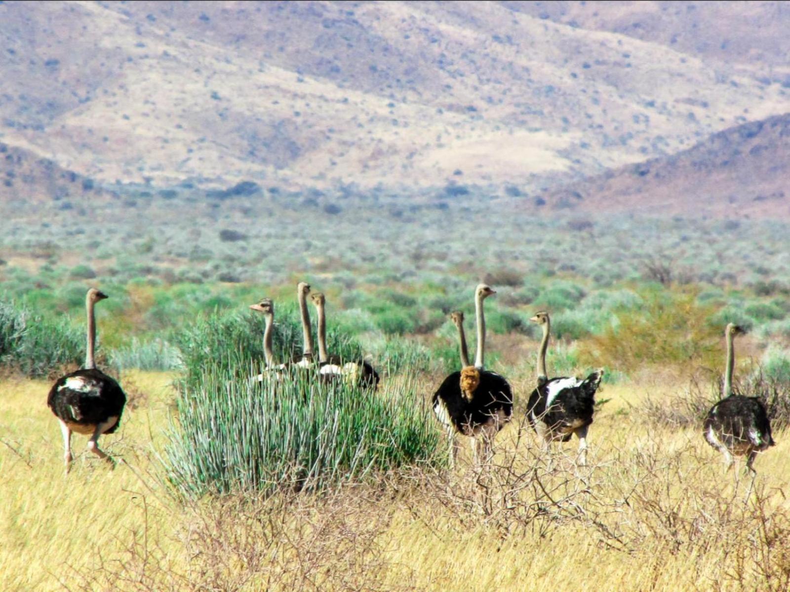 Mount Canyon Guest Farm Keetmanshoop Kültér fotó